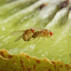 Illustration for article titled At Last, We Understand What Turns Fruit Flies On